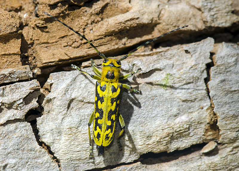 Cerambycidae:    Saperda scalaris, femmina